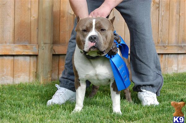 PR UKC/ABKC registered pups